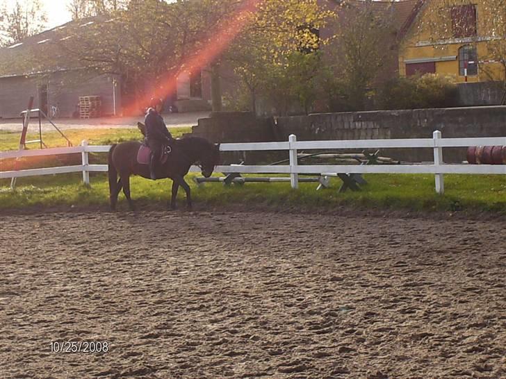 Anden særlig race Ambrosius. billede 6