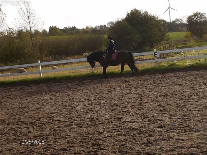 Anden særlig race Ambrosius. billede 7