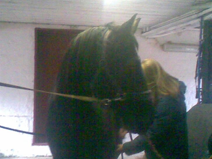 Oldenborg Osandt Hjortelund SOLGT:( - Osandt på staldgangen billede 2