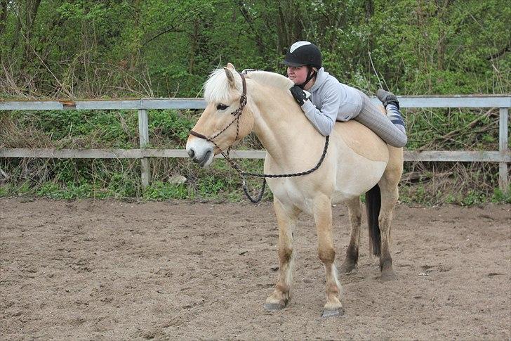 Fjordhest Pepsi Pony | Savnet - Hygger sammen..<3 Elsker dig skatt...   Fotograf: Melissa billede 17