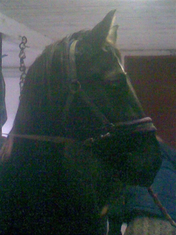 Oldenborg Osandt Hjortelund SOLGT:( - Osandt på staldgangen billede 3