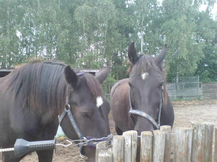 Oldenborg Osandt Hjortelund SOLGT:( - Osandt og Piquet billede 4