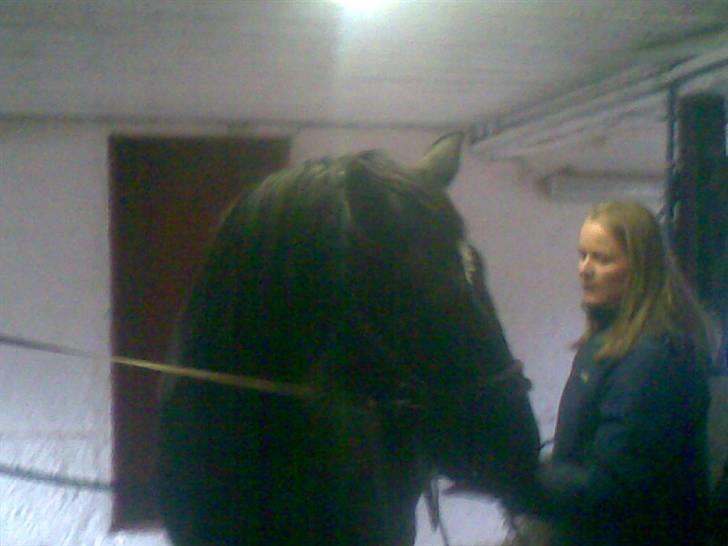 Oldenborg Osandt Hjortelund SOLGT:( - Osandt på staldgangen billede 5