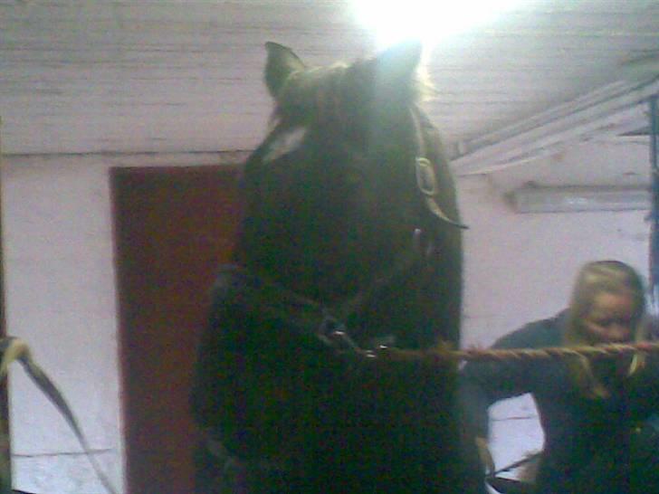 Oldenborg Osandt Hjortelund SOLGT:( - Osandt på staldgangen billede 6