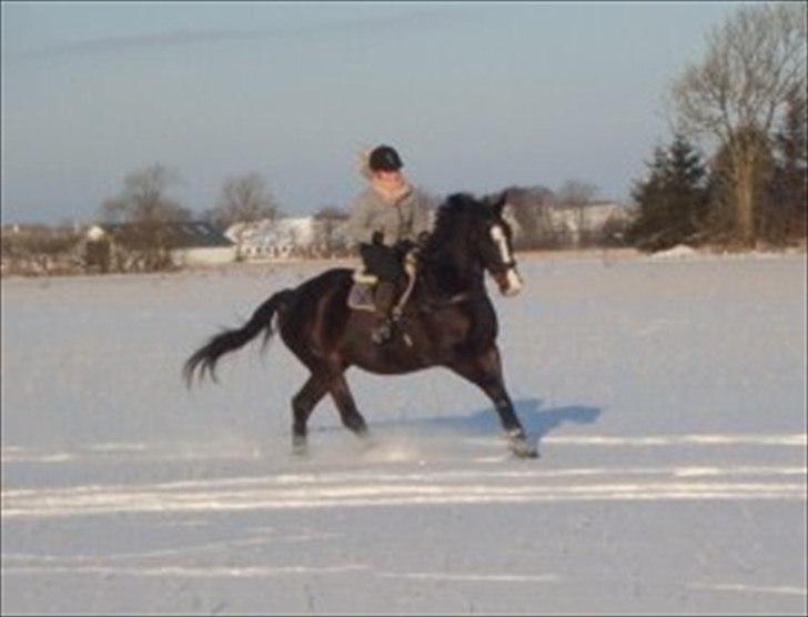 Dansk Varmblod Giza - Giz&jeg, galop i sneen d. 19.02.11.  billede 14