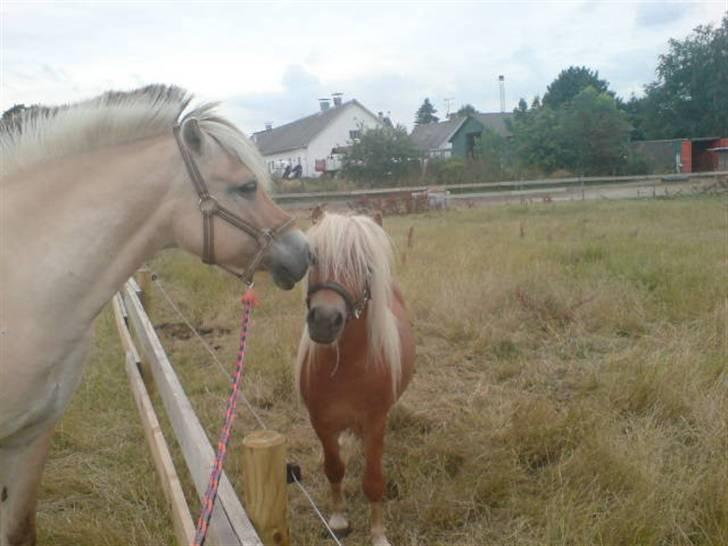 Fjordhest Susan Bøgevang - Susan og Walentin snakker sammen billede 7