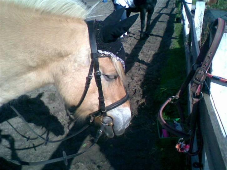 Fjordhest Susan Bøgevang - Susan billede 8