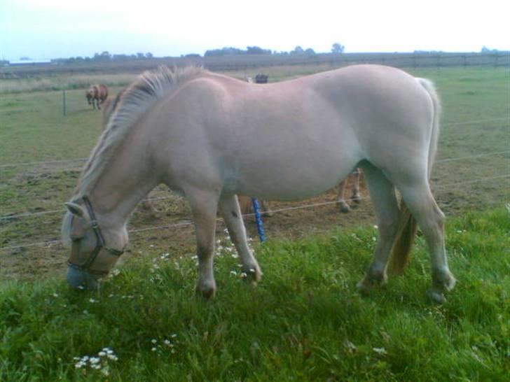 Fjordhest Susan Bøgevang - Susan græsser billede 11