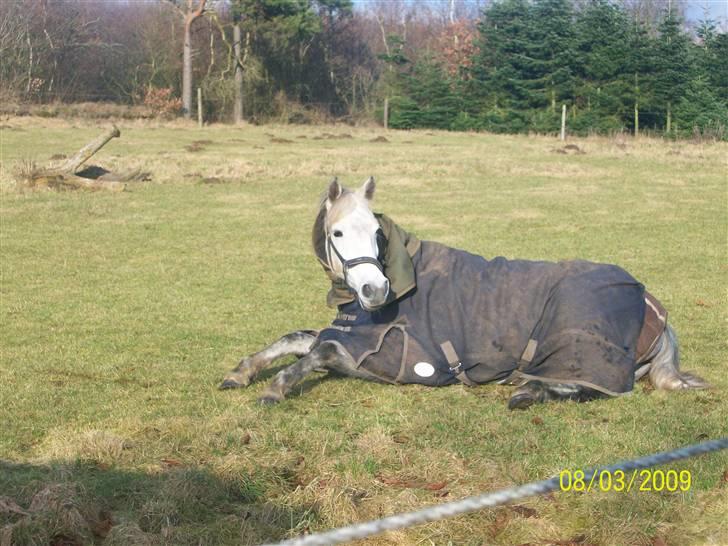 Anden særlig race Miss behaven<3 - Misse tager en slapper på marken billede 8