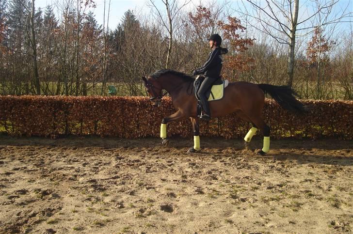 Dansk Varmblod kirks Dibsi billede 18