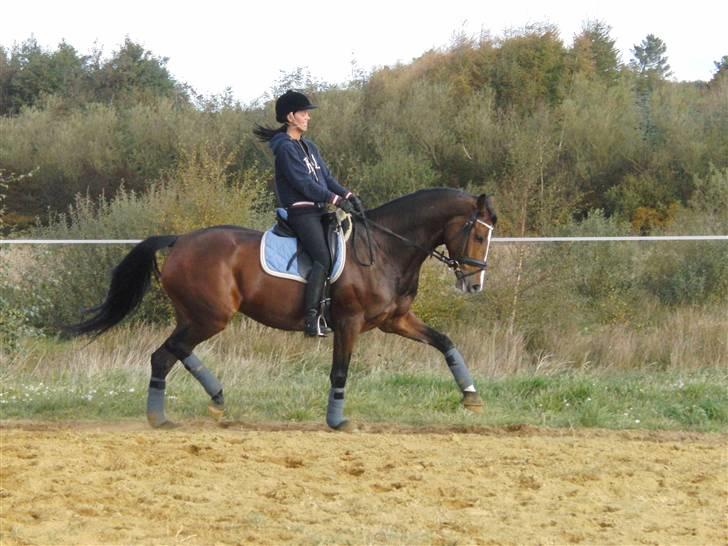 Dansk Varmblod kirks Dibsi billede 19