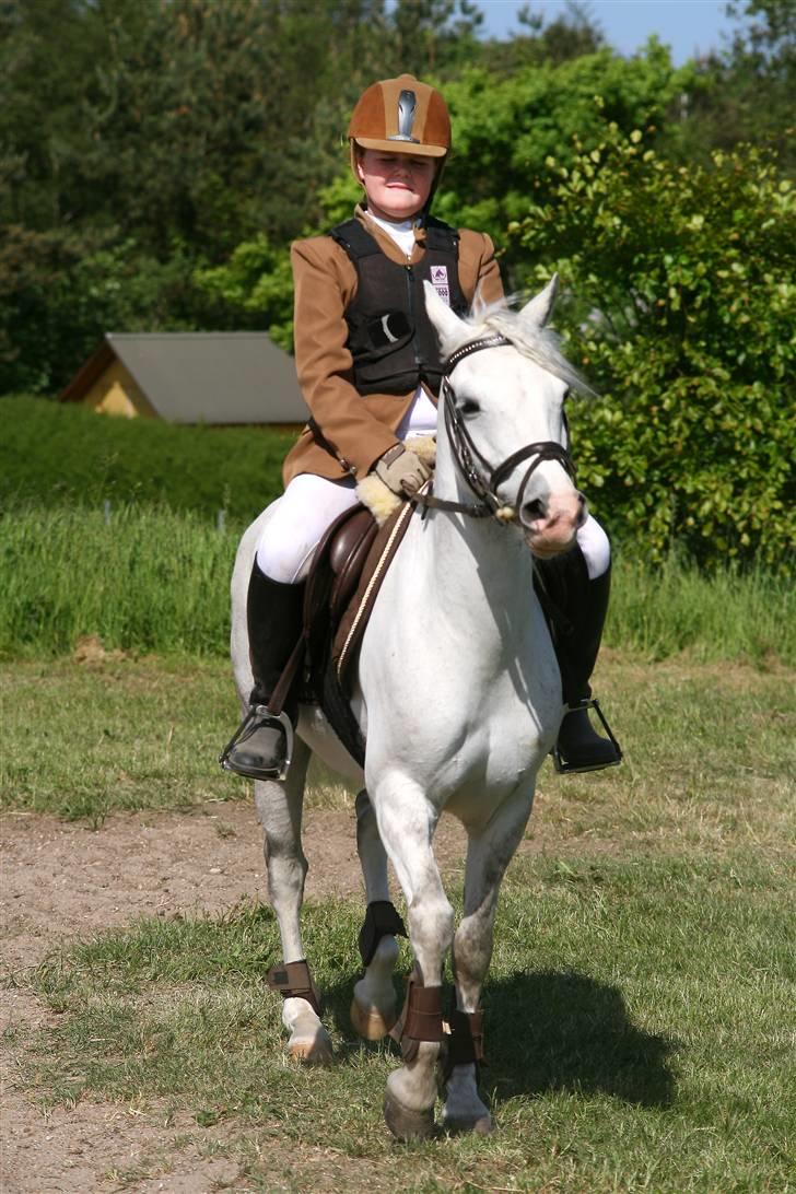 Welsh Pony (sec B) | windy  - stævne gedsted.. billede 1