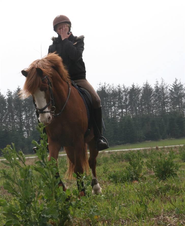 Anden særlig race Skovbrynets Nichlos billede 9