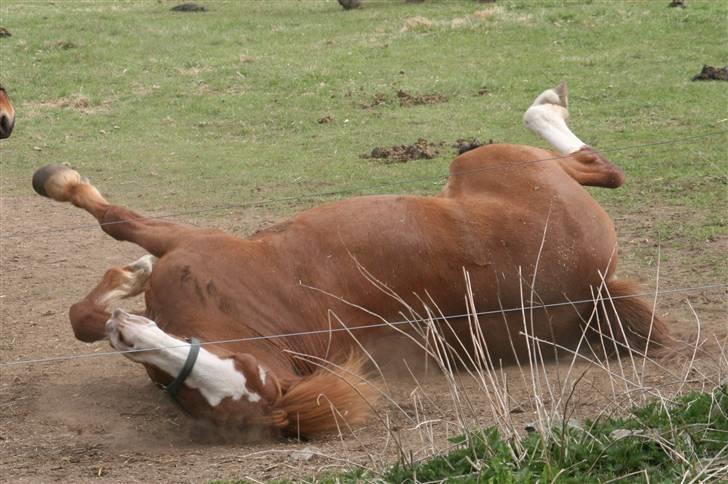Anden særlig race Skovbrynets Nichlos billede 10