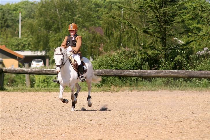 Welsh Pony (sec B) | windy  - det er osse i gedsted.. :o) billede 2