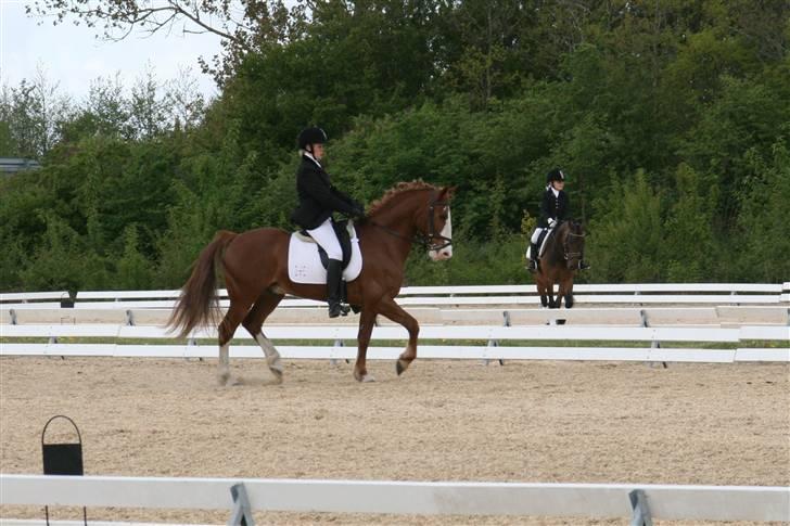 Anden særlig race Skovbrynets Nichlos billede 11