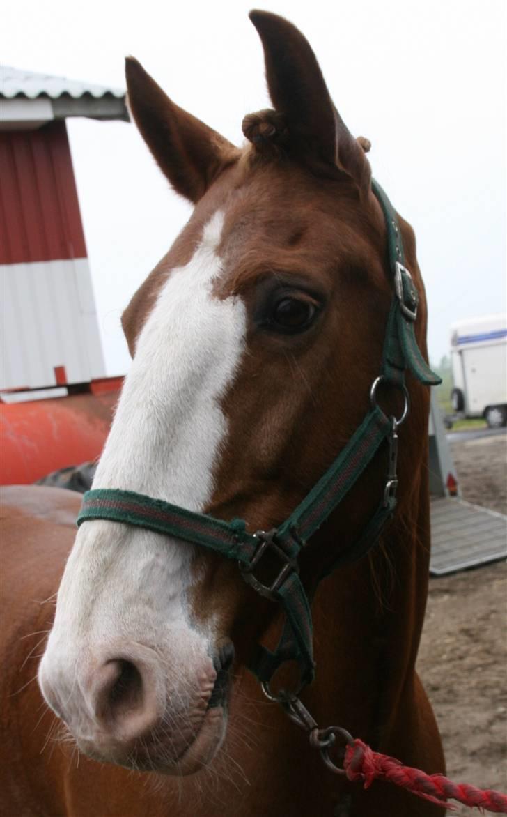 Anden særlig race Skovbrynets Nichlos billede 12
