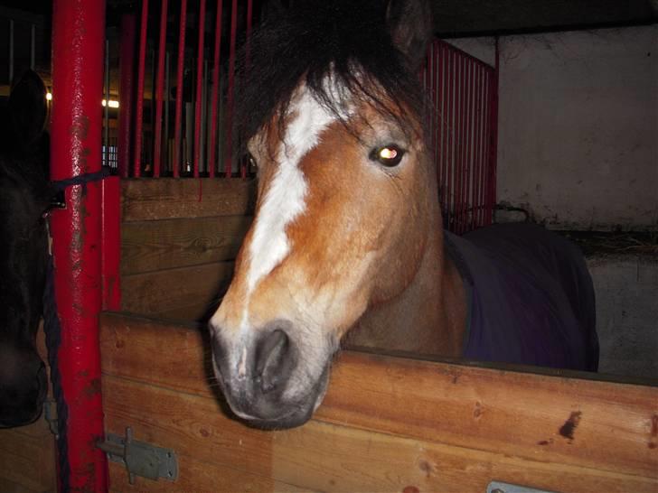 New Forest Prins<3 (Gamle part) billede 1