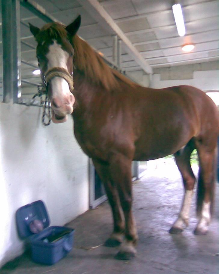 Anden særlig race Skovbrynets Nichlos billede 13