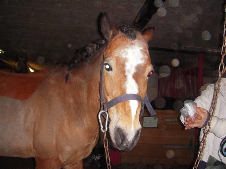 New Forest Prins<3 (Gamle part) billede 2