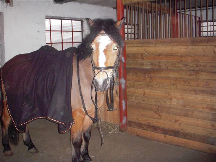 New Forest Prins<3 (Gamle part) billede 3