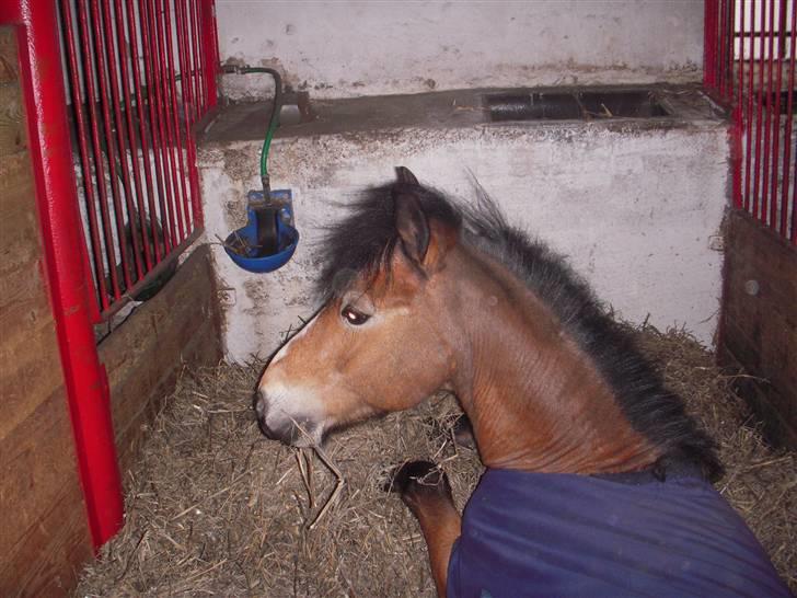 New Forest Prins<3 (Gamle part) billede 4