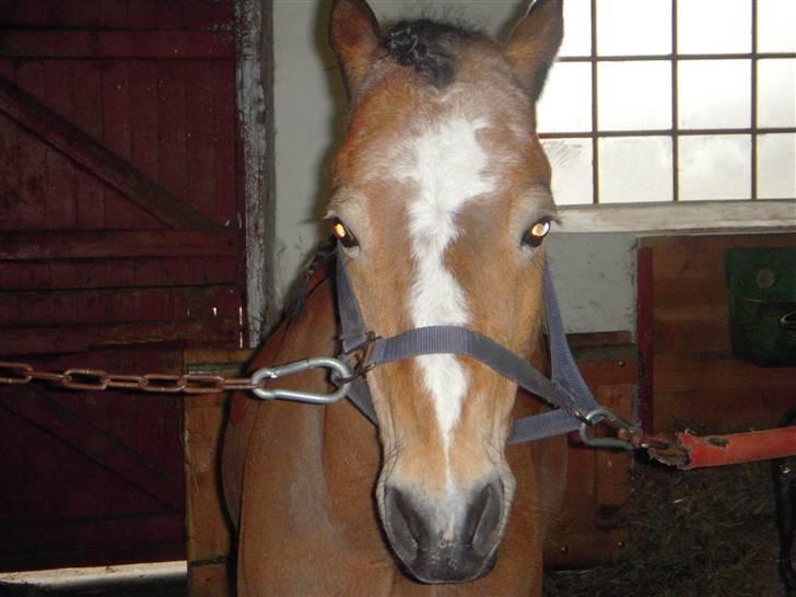 New Forest Prins<3 (Gamle part) billede 5