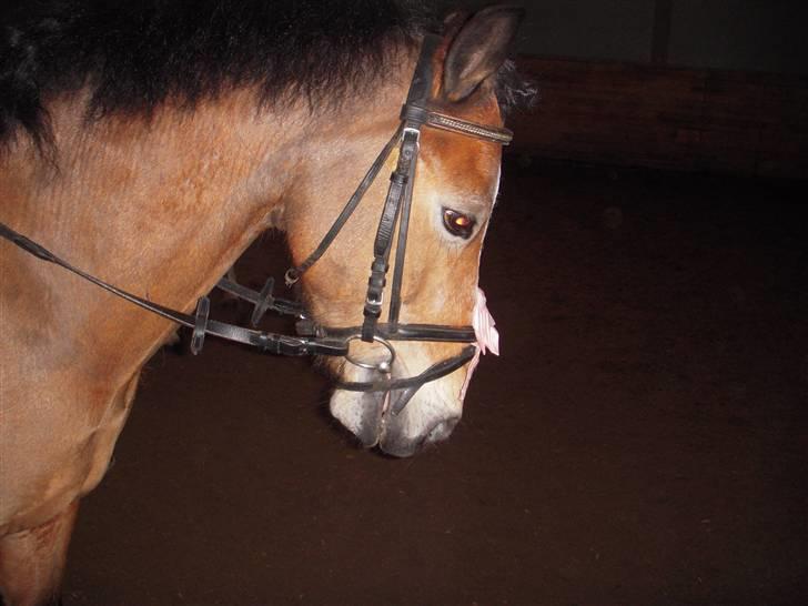 New Forest Prins<3 (Gamle part) billede 7