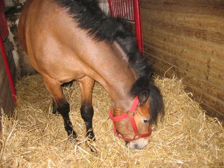 New Forest Prins<3 (Gamle part) billede 8