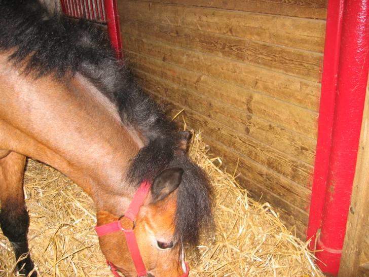 New Forest Prins<3 (Gamle part) billede 9