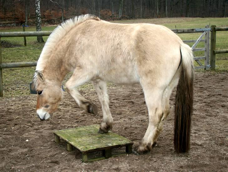 Fjordhest Ingegårds Emma - På palle :-) billede 13