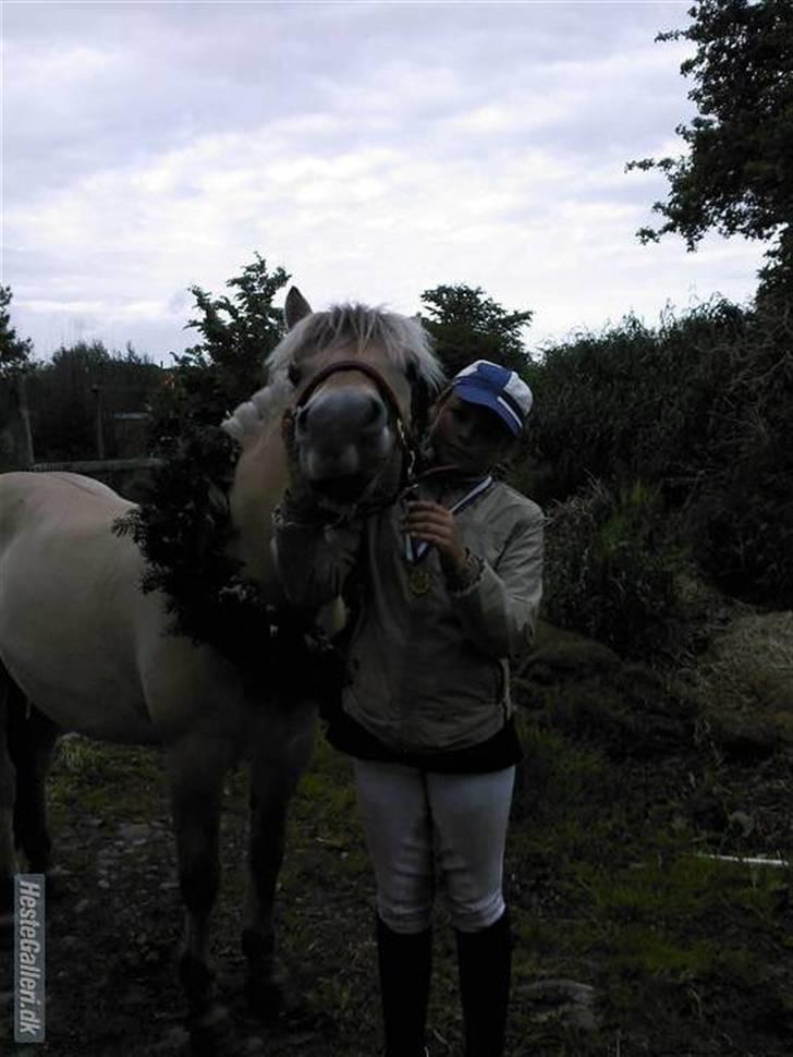 Fjordhest flayans ziwago R.I.P billede 6