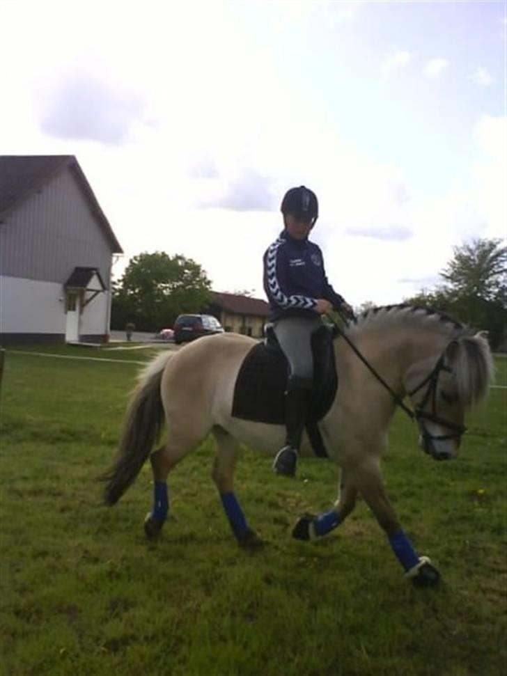 Fjordhest flayans ziwago R.I.P billede 7