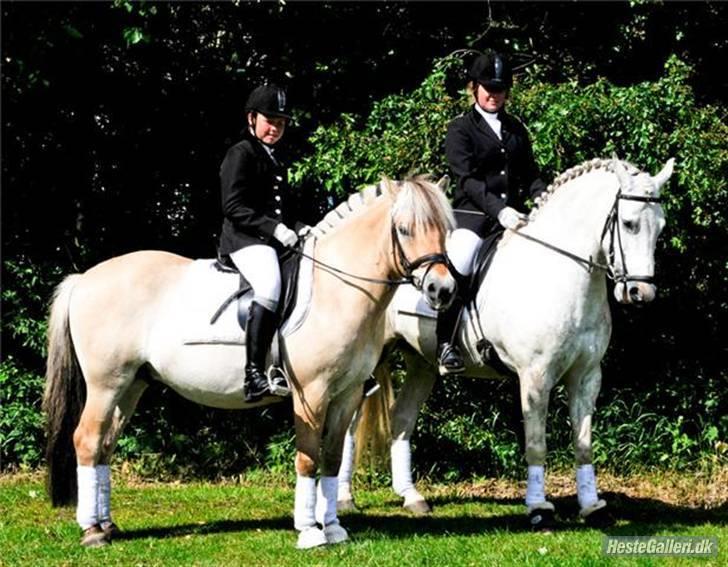 Fjordhest flayans ziwago R.I.P billede 9