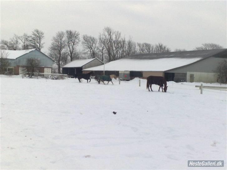 Fjordhest flayans ziwago R.I.P billede 10