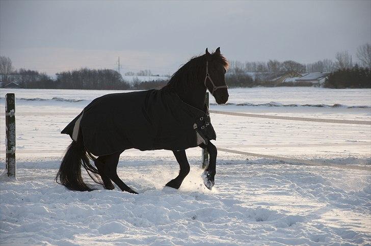 Frieser - Christa (Blackie) - Vildhest - selvom man ikke må andet end skridte, men det er lidt svært og fortælle hende :I (d. 26/12-10) billede 20