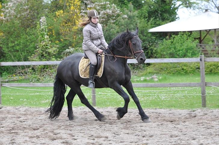 Frieser - Christa (Blackie) - Galop .. med en fin baggrund .. (d. 10/05-10) billede 16