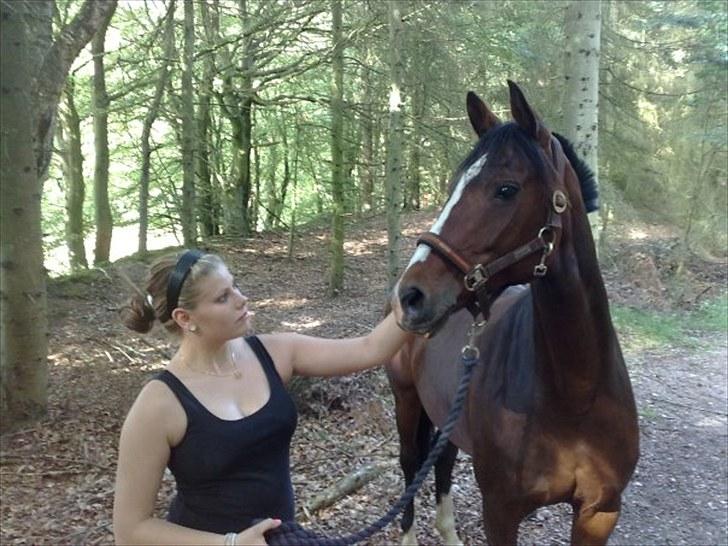 Dansk Varmblod Cavan<3 SOLGT  - En gå tur :D billede 1