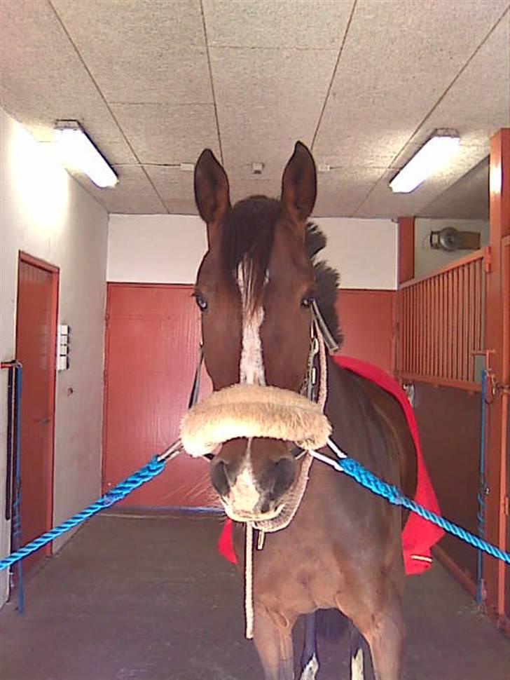 Dansk Varmblod Cavan<3 SOLGT  billede 3