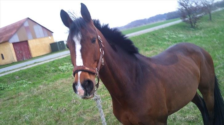 Dansk Varmblod Cavan<3 SOLGT  - 29-4/10 , Cavan og jeg går en tur ;) billede 4