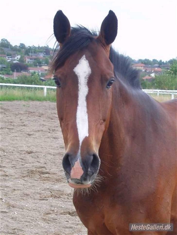 Dansk Varmblod Cavan<3 SOLGT  billede 5