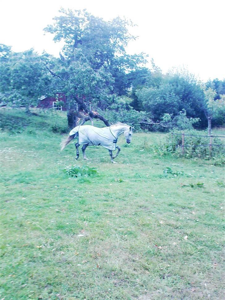 Anden særlig race Briljant  billede 5