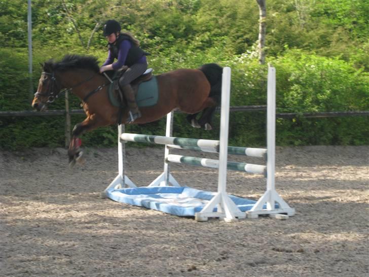 New Forest Napoli (R.I.P).<3 - Sabina og Napoli springer<3 billede 1