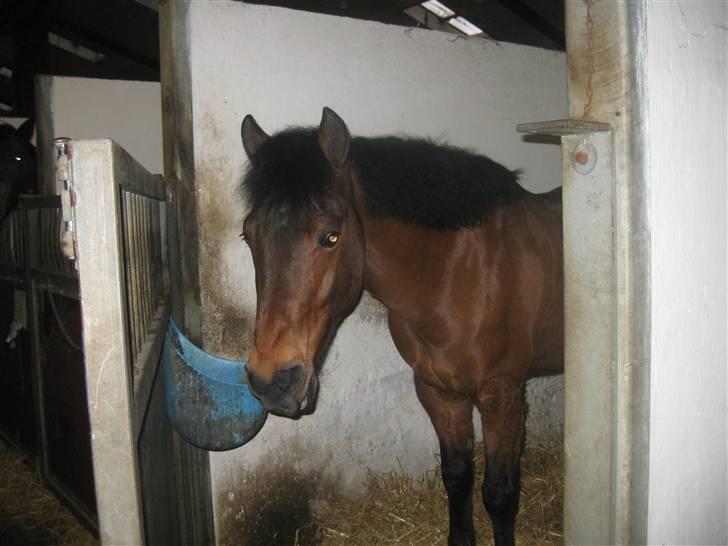 New Forest Napoli (R.I.P).<3 - Maria+Napoli= et team for ever<3 billede 3