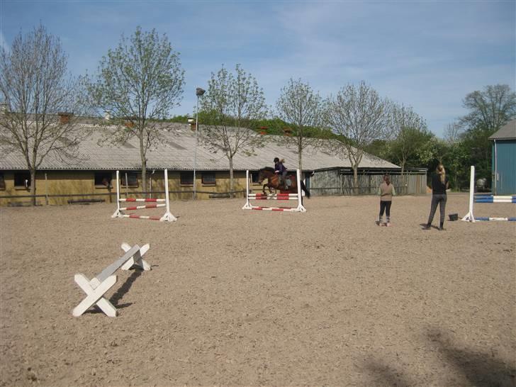 New Forest Napoli (R.I.P).<3 - verdens sejeste pony<3 billede 4