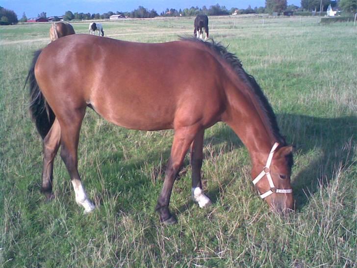 Anden særlig race Sperlings Amber - Amber (August 2008) billede 6