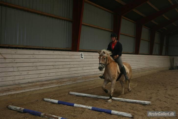 Haflinger Skyttegårdens Agra R.i.P  billede 14