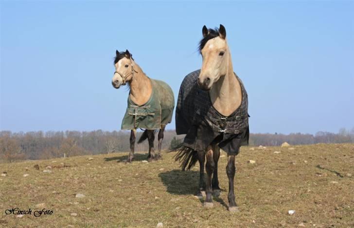 Connemara Salia Maree Manié SOLGT - De 2 dejligste connemaraponyer. Salia og mor Rose bagved. 4/3-09 billede 11