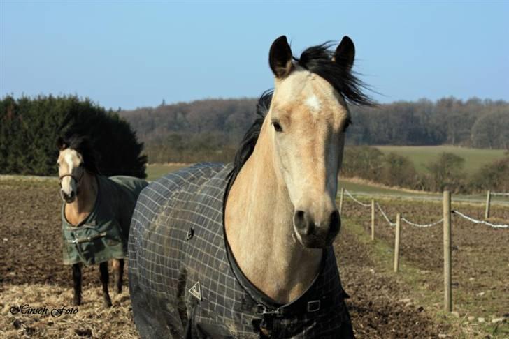 Connemara Salia Maree Manié SOLGT - Smukke Salia. 4/3-09 billede 12