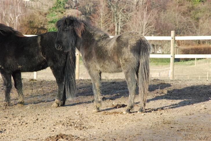 Islænder Nettla fra Thorsvighus - Velkommen til Nettla´s profil (; <3 billede 1